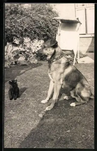 Foto-AK Schäferhund und Katzenkind in einem Garten