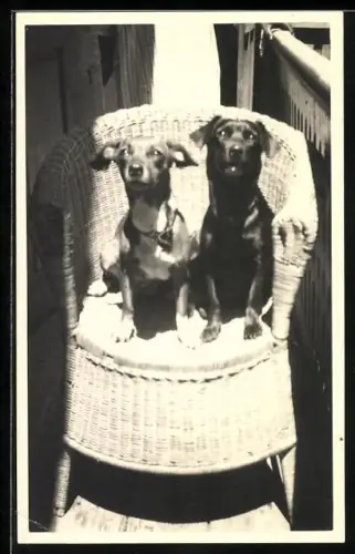 Foto-AK Zwei Hunde auf einem Korbstuhl im Sonnenschein