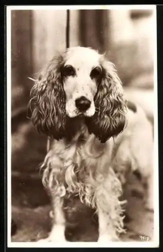 AK Spaniel mit selbstbewusstem Blick, Portrait