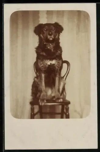 Foto-AK Hund auf einem Stuhl, Portrait