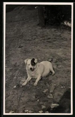 Foto-AK Auf dem Bauch liegender weisser Hund mit schwarzem Stirnfleck