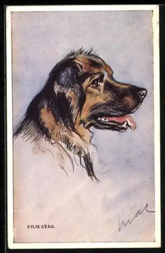 AK Film Star, Collie, Portrait von der Seite