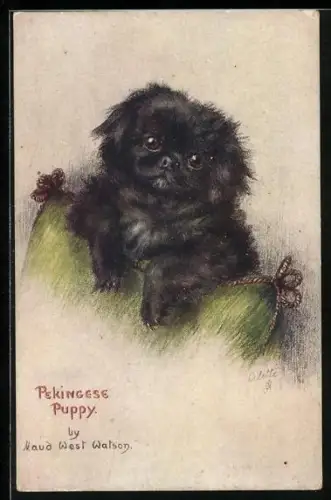 AK Pekinese Puppy, Portrait