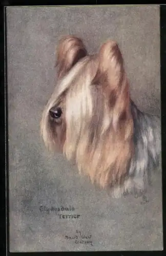 AK Clydesdale Terrier mit langen Haaren