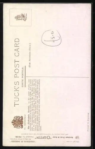 AK Clydesdale Terrier mit langen Haaren