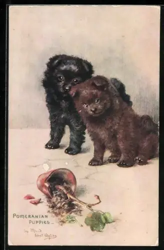 Künstler-AK Spitz, schwarzer und brauner Welpe betrachten kaputten Blumentopf, Pomeranian Puppies