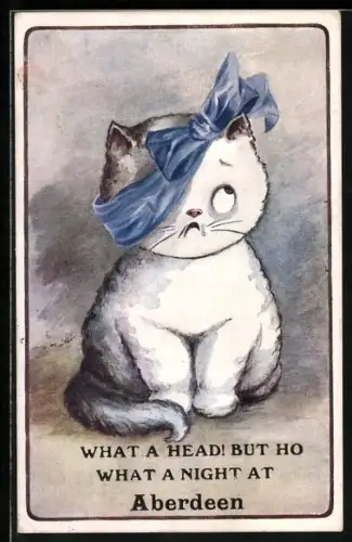 AK Aberdeen, Kätzchen mit verbundenem Kopf nach einer Nacht in Aberdeen