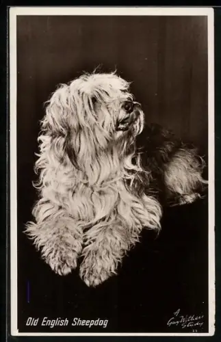 AK Old English Sheepdog, Portrait