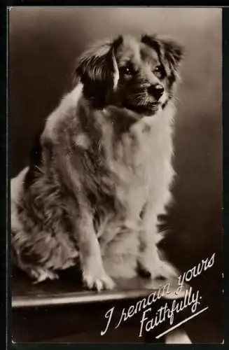 AK Hund mit ungeduldigem Blick, Portrait