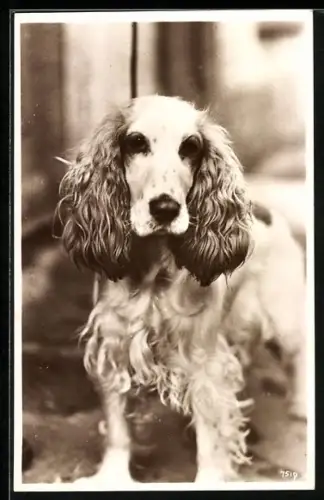 AK Spaniel mit hellem Fell und dunklen Ohren, Portrait