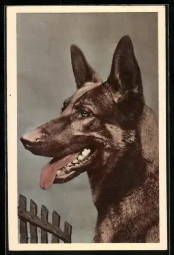 AK Schäferhund mit hängender Zunge, Portrait von der Seite
