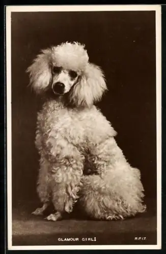 AK Glamour Girl, Portrait eines weissen Pudels