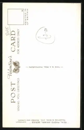 AK Glamour Girl, Portrait eines weissen Pudels