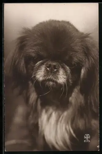 AK Pekinese mit weisser Blesse, Portrait