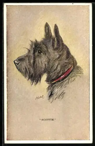 Künstler-AK hübscher Scottish Terrier mit rotem Halsband