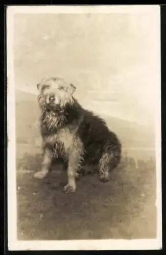 Foto-AK Sitzender Terrier im Freien, Portrait