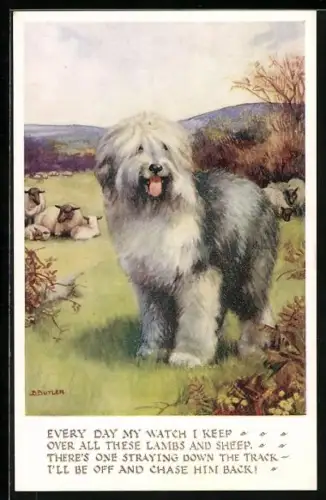 AK Bobtail mit Schafen auf der Weide