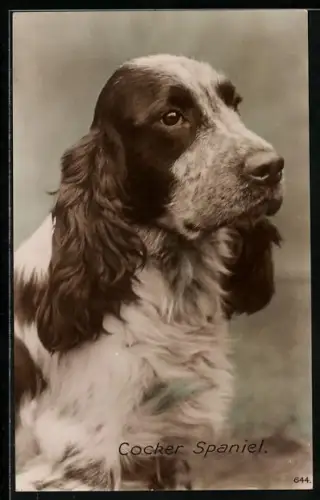 AK Cocker Spaniel, Portrait