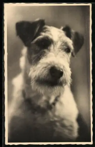 AK Foxterrier, Portrait