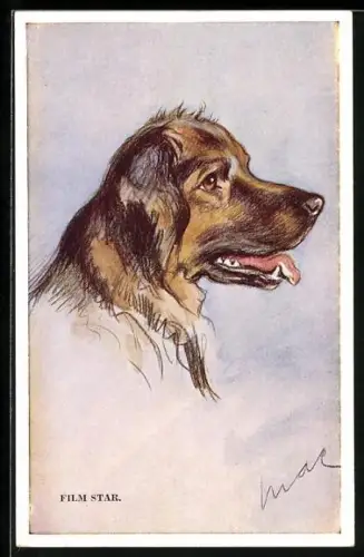 AK Film Star, Portrait eines Collies von der Seite
