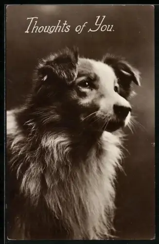 AK Thoughts of You, Hund mit langem Fell, Portrait