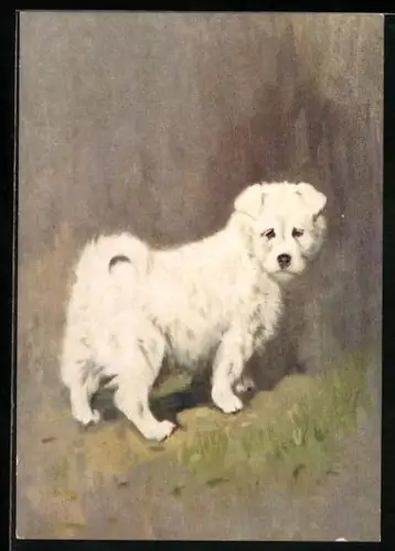 AK The Samoyed, Portrait