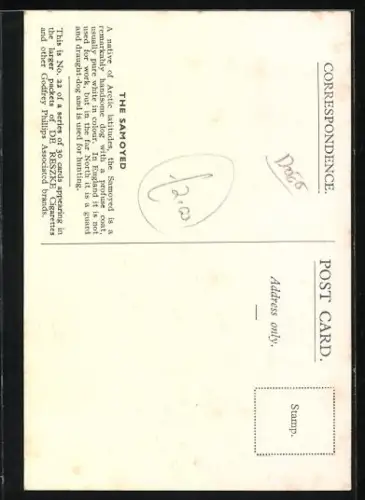 AK The Samoyed, Portrait