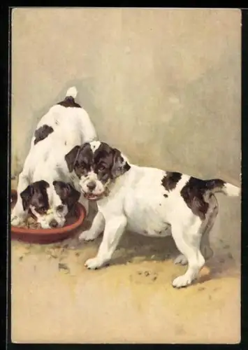AK Smooth Fox Terrier, Zwei Hunde an der Futterschüssel