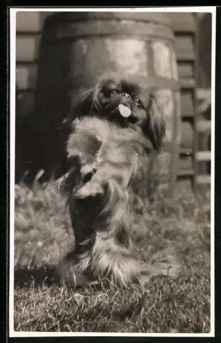 Foto-AK Pekinese macht Männchen im Sonnenschein