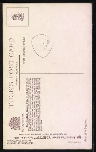 AK Old English Sheep Dog / Bobtail, Portrait