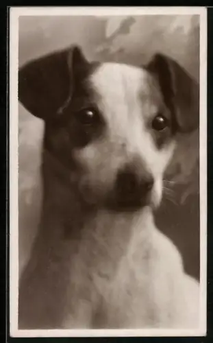 AK Hund mit nach vorn hängenden Ohren, Portrait