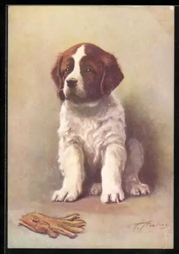 AK Bernhardinerwelpe mit einem zerkauten Handschuh, Portrait