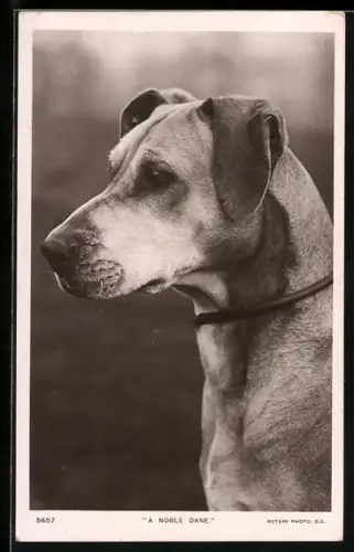 AK A Noble Dane, Hund mit Halsband, Portrait