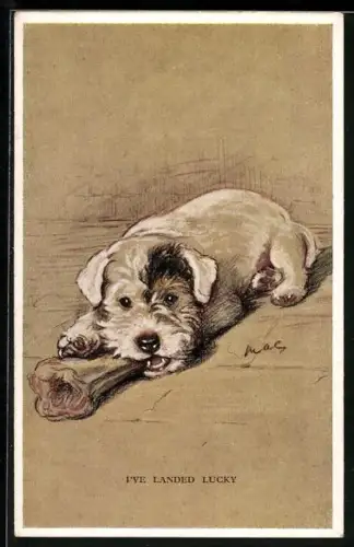 AK Weisser Terrier mit riesigem Knochen