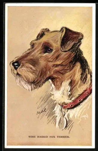 AK Wire Haired Fox Terrier, Portrait