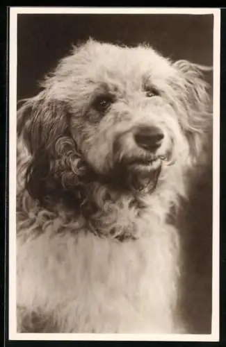 Foto-AK Hund mit dichtem Fell und zerzausten Ohren, Portrait
