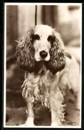 AK Spaniel mit sebstbewusster Haltung und direktem Blick, Portrait