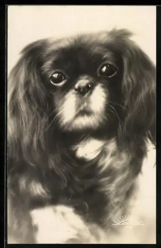 AK Pekinese mit treuem Blick