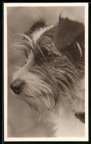 AK Terrier, Portrait von der Seite