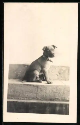 Foto-AK Kleiner Hund mit Halsband auf einer Steintreppe