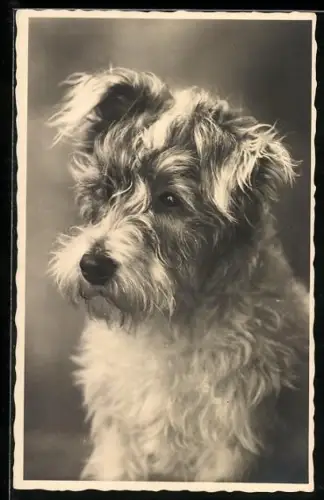 AK Terrier mit verdriesslichem Blick, Portrait