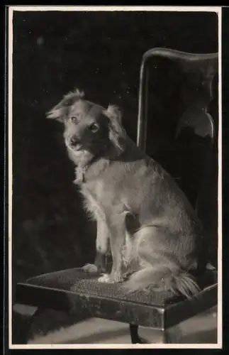 Foto-AK Hund mit treuem Blick auf einem Stuhl in der Sonne