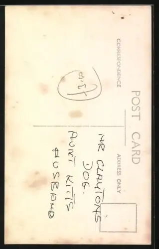 Foto-AK Hund mit treuem Blick auf einem Stuhl in der Sonne