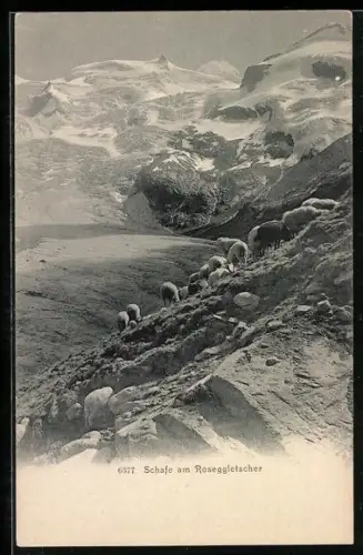 AK Reseggletscher, Schafe am Gletscher