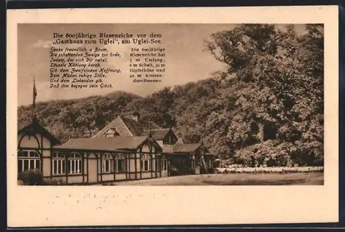 AK Uglei-See, Gasthaus zum Uglei, 600-jährige Rieseneiche