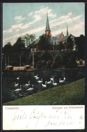 AK Chemnitz, Schwäne am Schlossteich