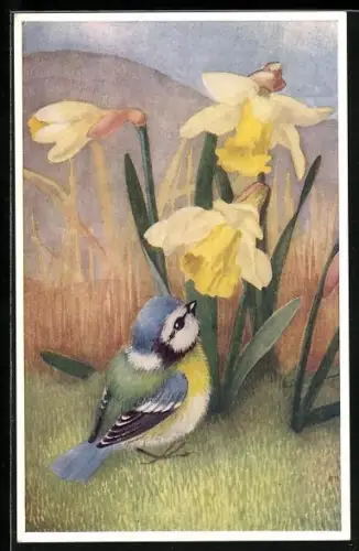 AK Bluetit and Daffodils