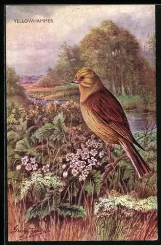 AK Yellowhammer at a River