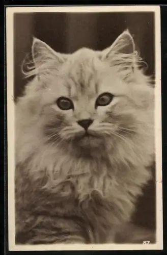 AK Weisse Katze, Portrait