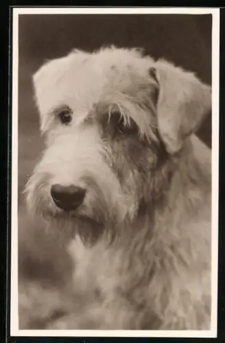 AK Terrier, Portrait